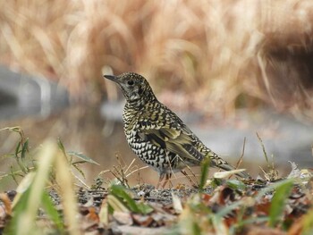 トラツグミ 生駒山 2022年2月20日(日)