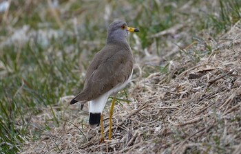 2022年2月24日(木) 恩智川治水緑地の野鳥観察記録