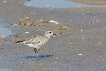 Grey Plover 雲出川河口 Tue, 9/26/2017