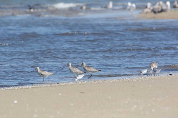 Bar-tailed Godwit 雲出川河口 Tue, 9/26/2017