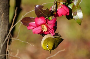 Warbling White-eye Hikarigaoka Park Thu, 2/24/2022