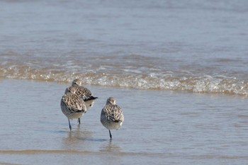 Bar-tailed Godwit 雲出川河口 Tue, 9/26/2017