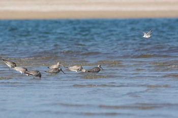 Bar-tailed Godwit 雲出川河口 Tue, 9/26/2017