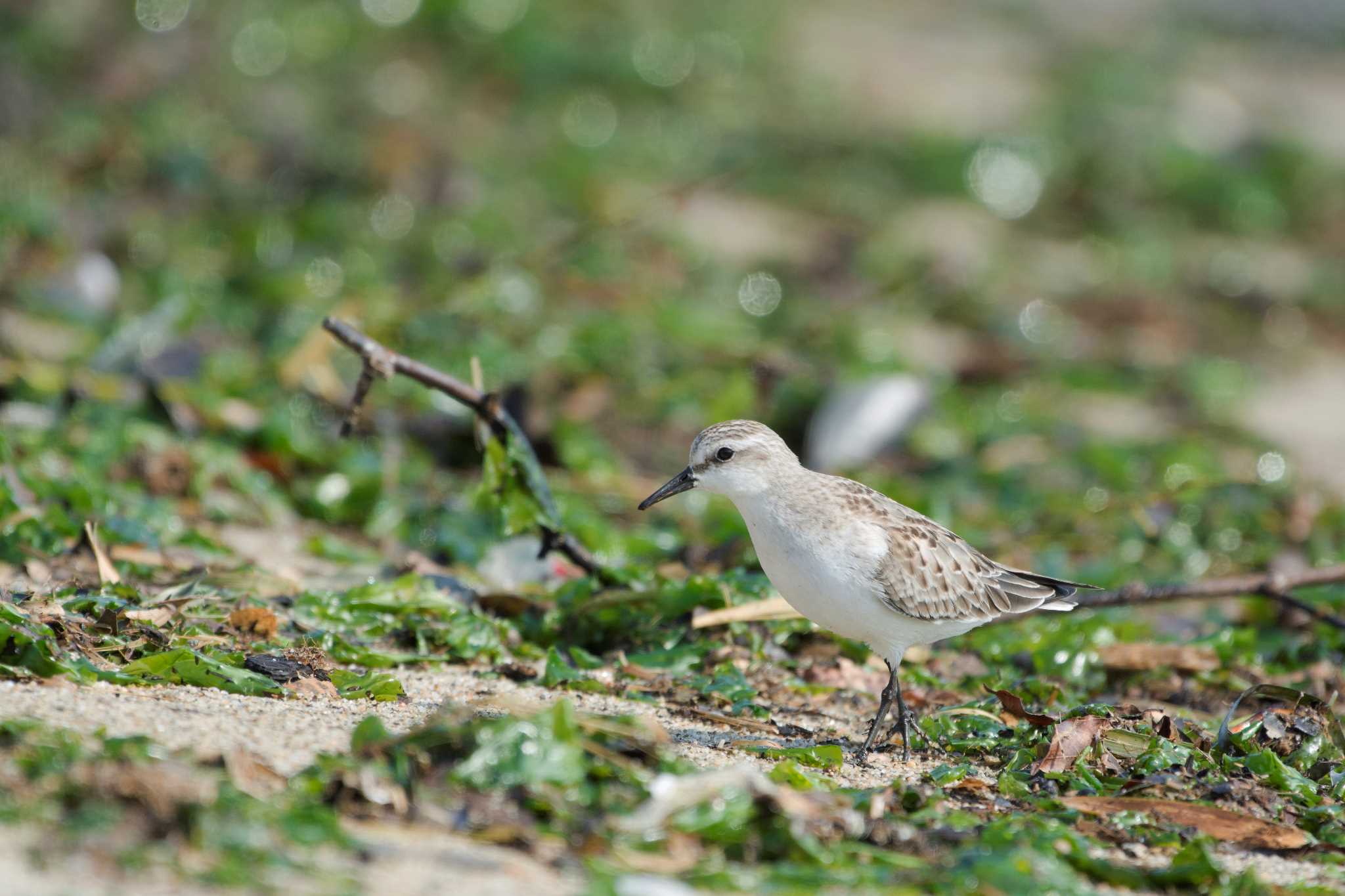 Photo of Red-necked Stint at 雲出川河口 by 倶利伽羅