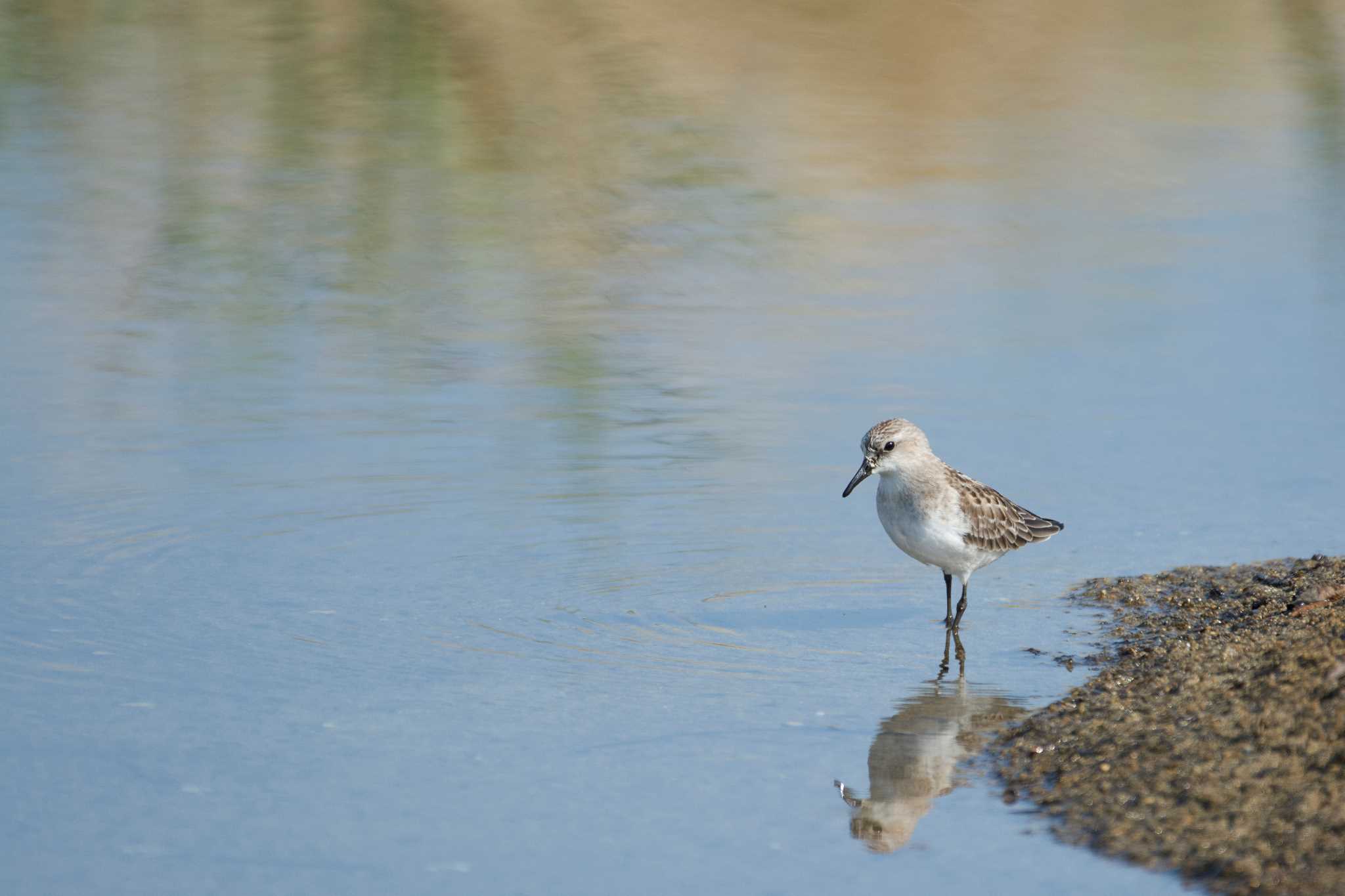 Photo of Red-necked Stint at 雲出川河口 by 倶利伽羅