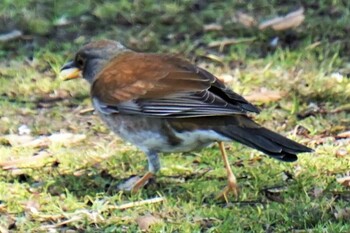 2022年2月24日(木) 江津湖の野鳥観察記録