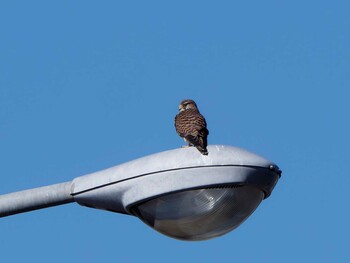 2022年2月24日(木) 新横浜公園の野鳥観察記録