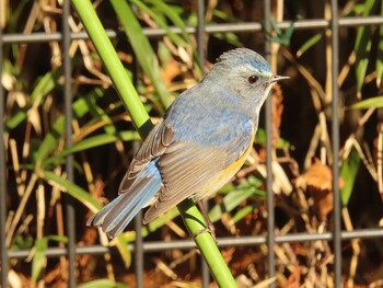 2022年2月25日(金) 砧公園の野鳥観察記録