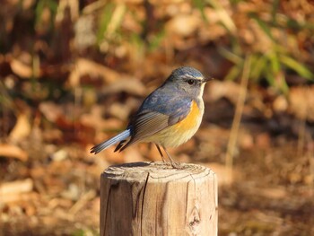 Red-flanked Bluetail Kinuta Park Fri, 2/25/2022