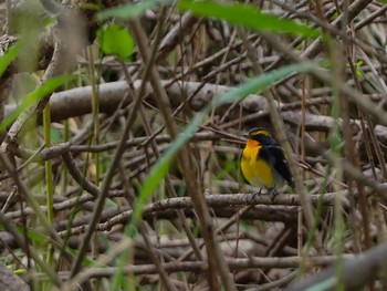 2017年9月24日(日) 水元公園の野鳥観察記録