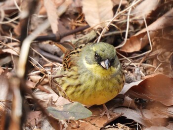 2022年1月27日(木) 小宮公園(八王子)の野鳥観察記録