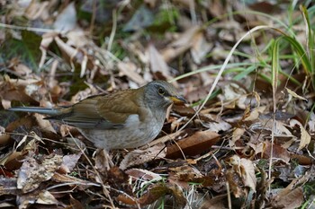 2022年2月25日(金) 松江城の野鳥観察記録