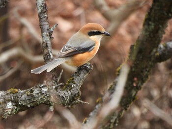 2022年1月23日(日) 薬師池公園の野鳥観察記録