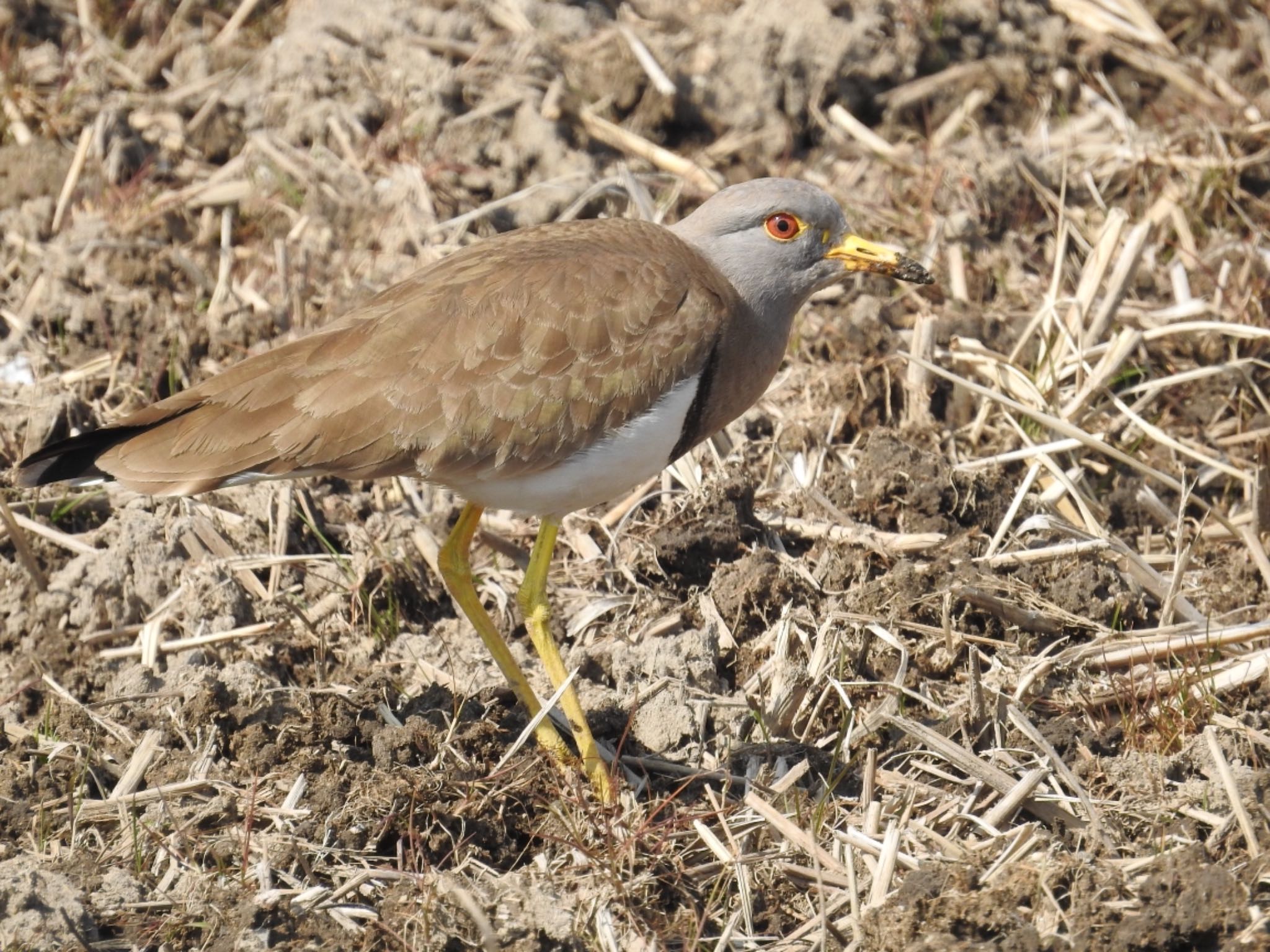 Photo of Grey-headed Lapwing at Arima Fuji Park by 🐟