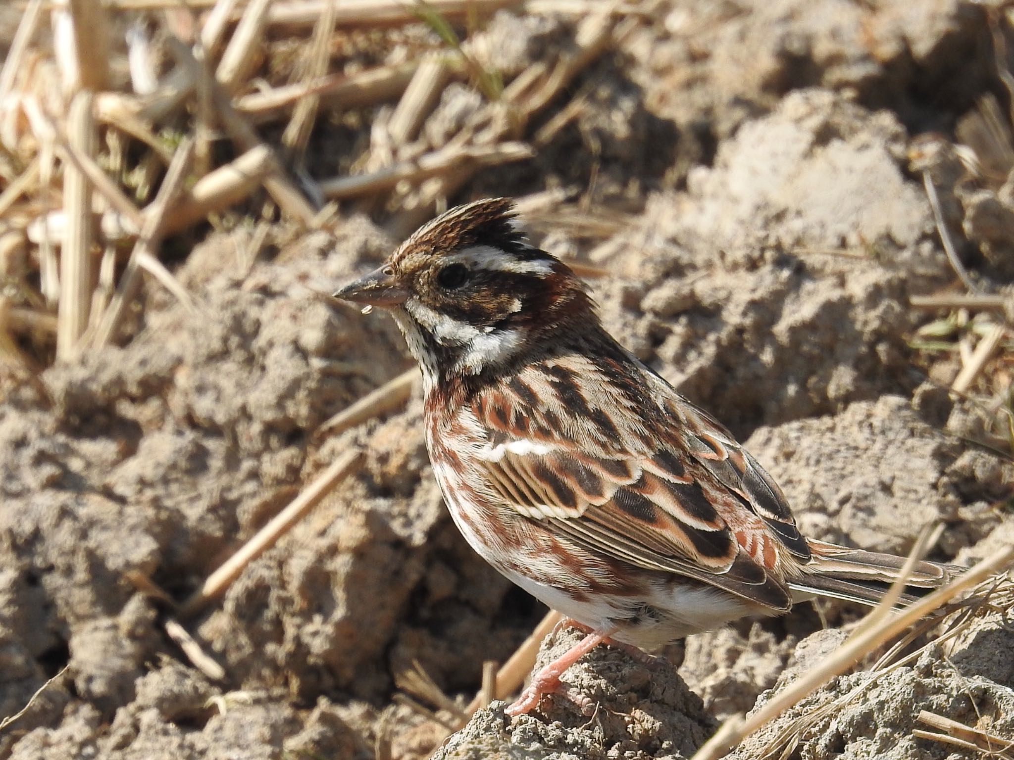 Photo of Rustic Bunting at Arima Fuji Park by 🐟