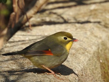 Fri, 2/25/2022 Birding report at Arima Fuji Park