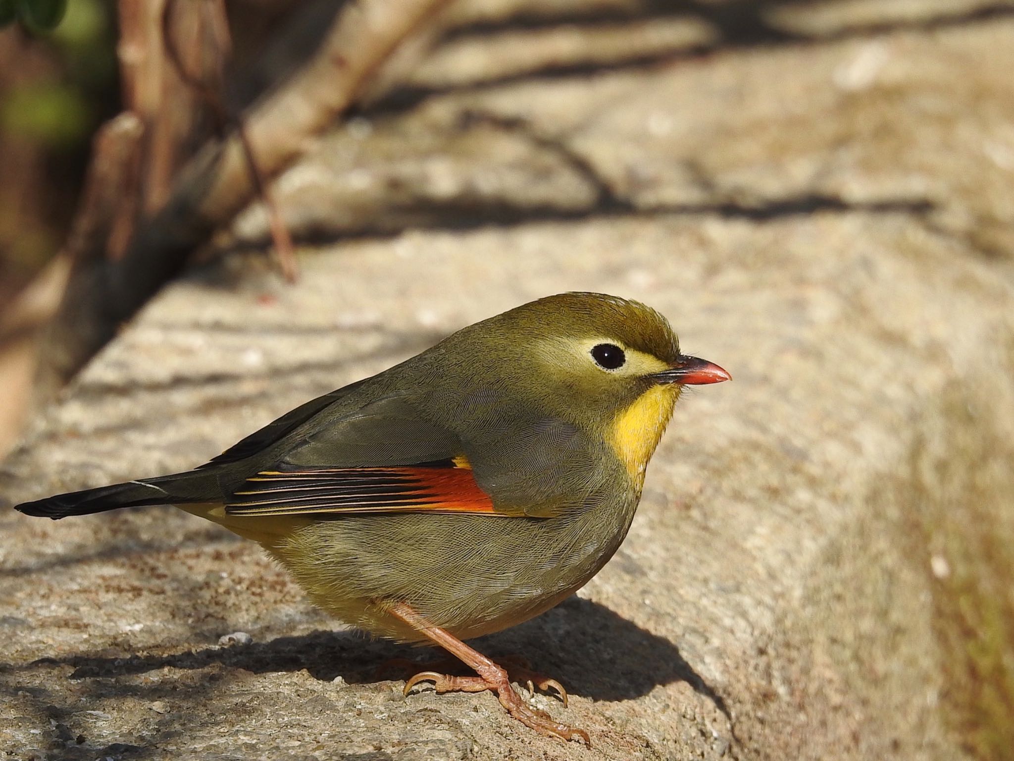 Red-billed Leiothrix