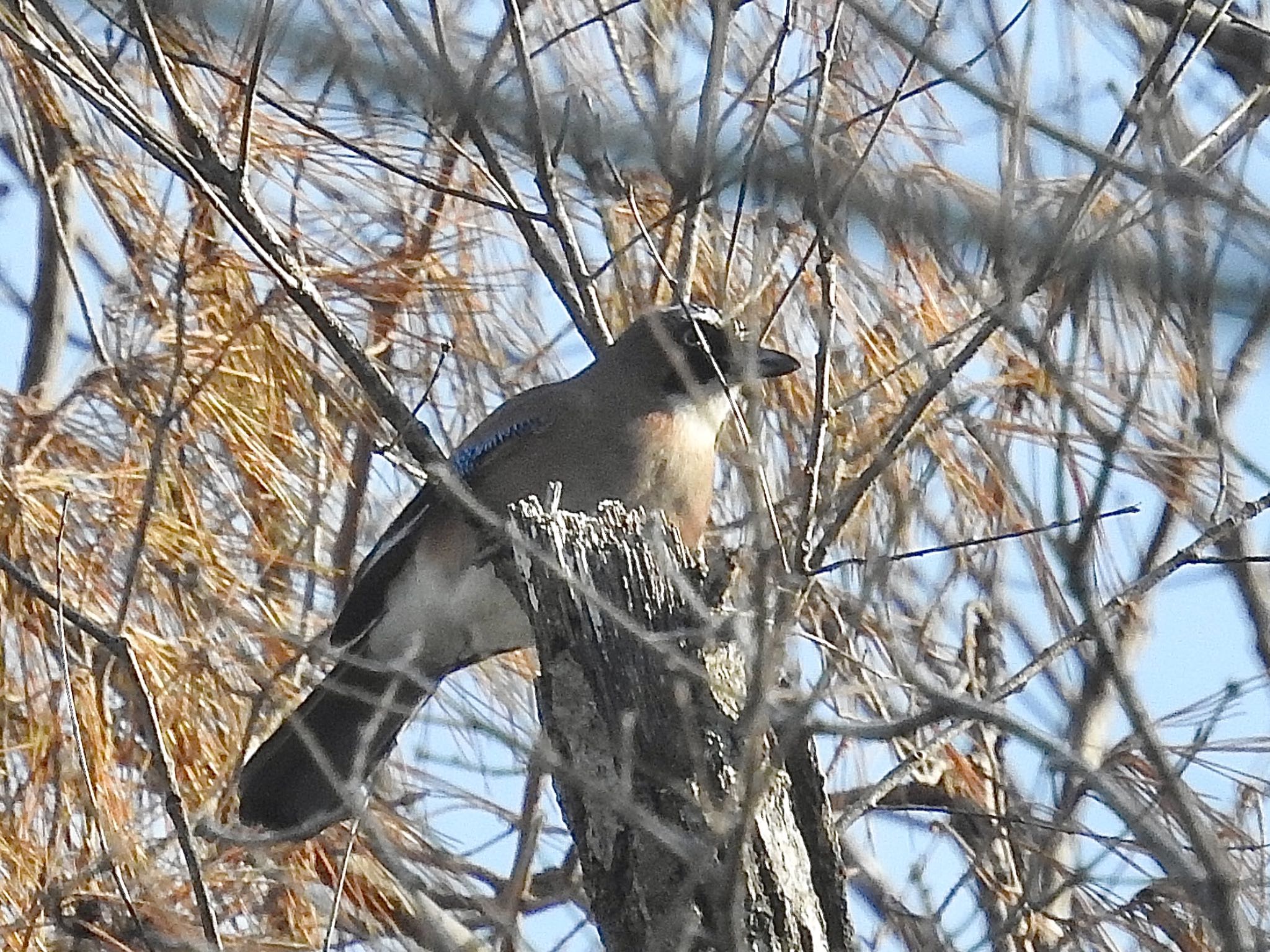 Eurasian Jay