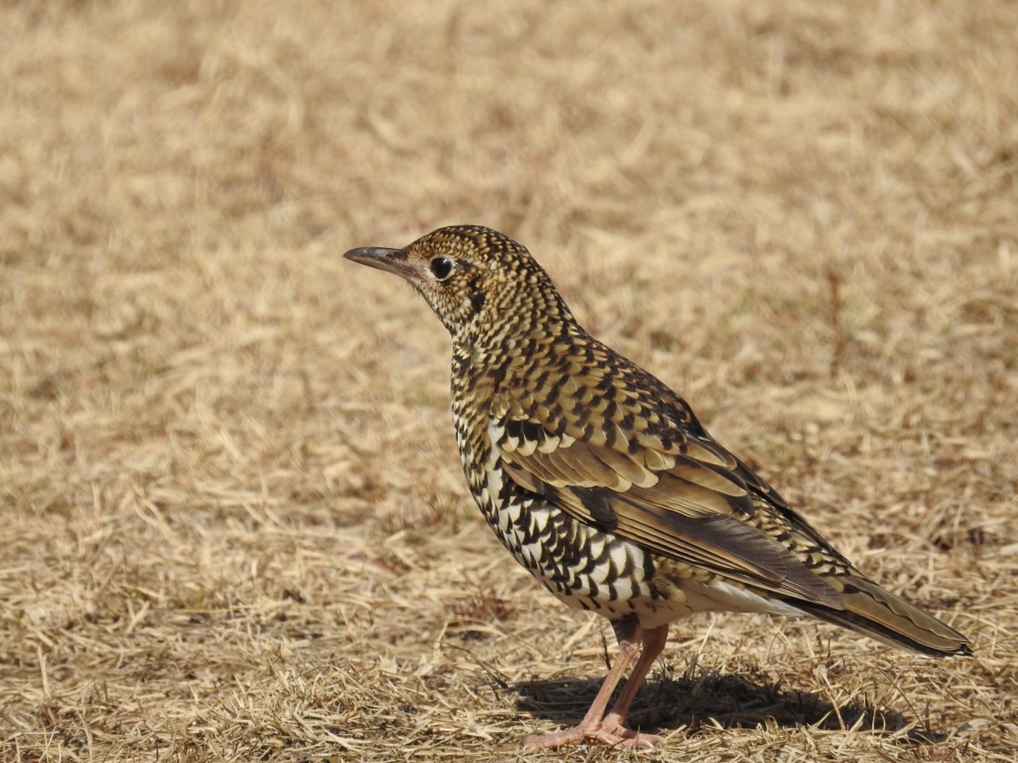 White's Thrush