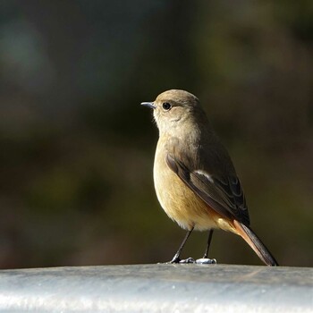 2022年2月21日(月) ロクハ公園(滋賀県草津市)の野鳥観察記録