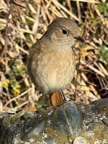 Daurian Redstart 淀川河川公園 Tue, 2/22/2022