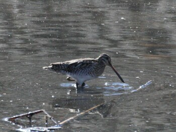 Common Snipe 境川遊水池公園 Fri, 2/25/2022