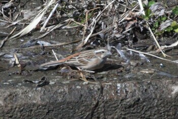 Pine Bunting 境川遊水池公園 Fri, 2/25/2022