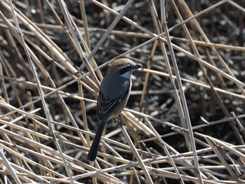 Bull-headed Shrike 境川遊水池公園 Fri, 2/25/2022