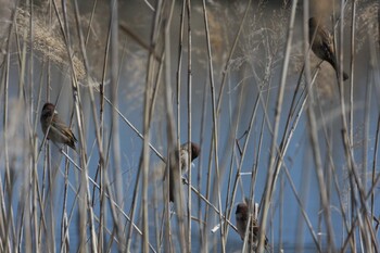 Eurasian Tree Sparrow 境川遊水池公園 Fri, 2/25/2022