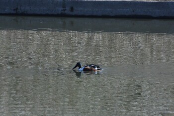 Northern Shoveler 境川遊水池公園 Fri, 2/25/2022