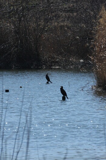 Great Cormorant 境川遊水池公園 Fri, 2/25/2022