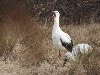 Fri, 2/25/2022 Birding report at Koyaike Park