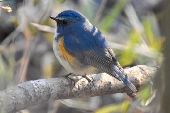 2022年2月25日(金) 北本の野鳥観察記録