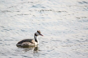 Great Crested Grebe 遠賀川河口 Wed, 2/23/2022