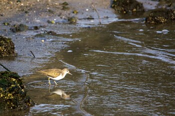 Dunlin 遠賀川河口 Wed, 2/23/2022