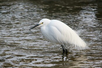 Little Egret 遠賀川河口 Wed, 2/23/2022