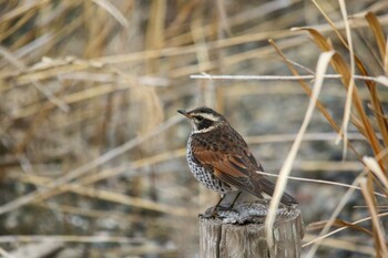 Dusky Thrush 遠賀川河口 Wed, 2/23/2022