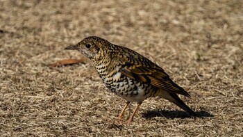 White's Thrush 大津市 Fri, 2/25/2022