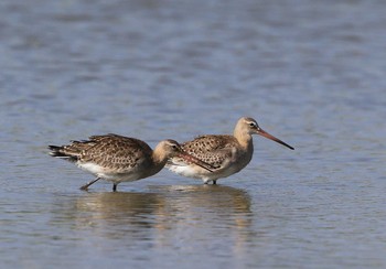 Black-tailed Godwit Unknown Spots Tue, 9/26/2017