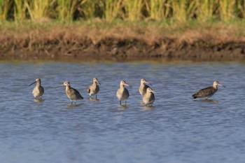 Black-tailed Godwit Unknown Spots Tue, 9/26/2017