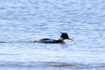 ウミアイサ ふなばし三番瀬海浜公園 2022年2月23日(水)