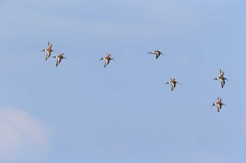 Black-tailed Godwit Unknown Spots Tue, 9/26/2017