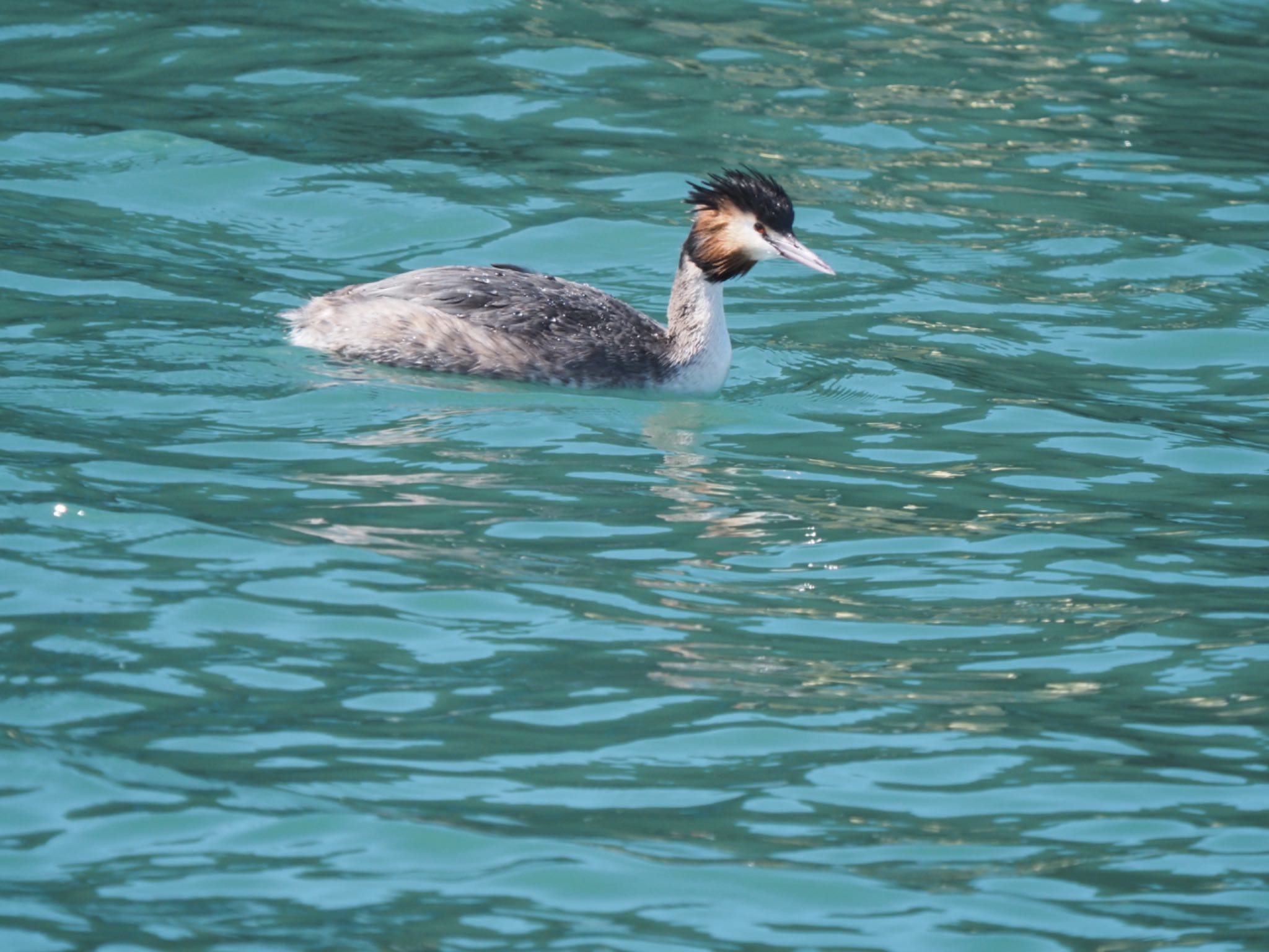 Photo of Great Crested Grebe at  by masaki