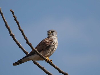 チョウゲンボウ 淀川河川公園 2022年2月25日(金)