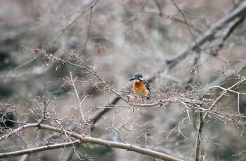 カワセミ 京都府立植物園 2022年2月25日(金)