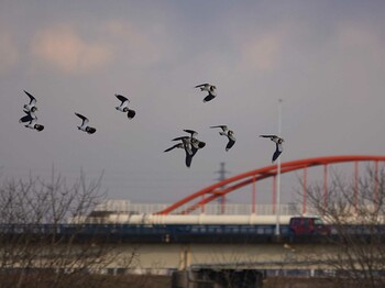 タゲリ 熊谷市 2022年2月22日(火)