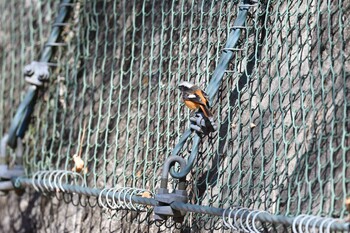 Daurian Redstart Hayatogawa Forest Road Mon, 2/21/2022