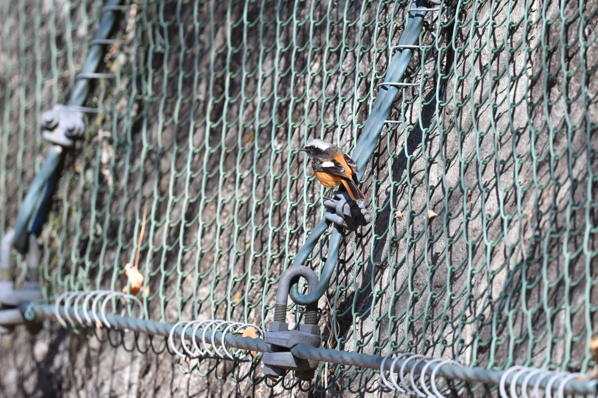 Photo of Daurian Redstart at Hayatogawa Forest Road by tantan