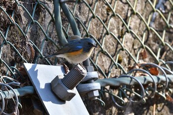 Red-flanked Bluetail Hayatogawa Forest Road Wed, 2/2/2022