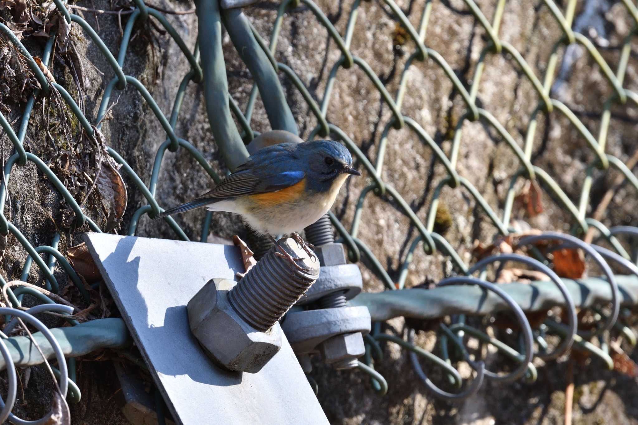 Red-flanked Bluetail